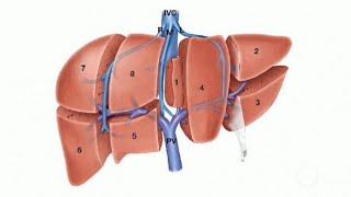 Liver anatomy amp Resection [upl. by Dee Dee267]