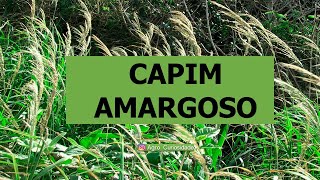 Capim Amargoso  O que é [upl. by Mena215]