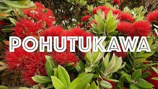 Pohutukawa  New Zealand Christmas Tree  DJI Mavic Pro [upl. by Aihsek486]