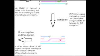 Double Strand Break Repair Details 2 of 2 [upl. by Bruce]