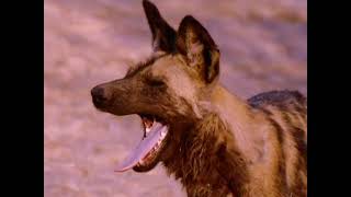 National Geographic  Okavango Africa Wild Oasis 1996 [upl. by Nezam]