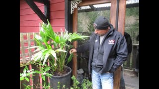 How to grow Chinese Fountain Palm in the North Pacific [upl. by Judd]