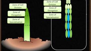 B5 Plant Growth amp Meristems [upl. by Aivatra215]