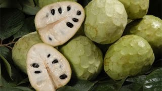 How To Eat Cherimoya  معرفی و آموزش خوردن میوه چریمویا [upl. by Yatnuhs]