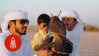 Generations of Flying Falcons in Dubai’s Desert [upl. by Aidas371]