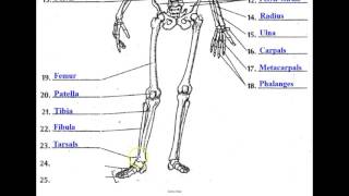 The Skeletal System [upl. by Kenna]