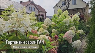 Гортензии серии PAN PANdora PANorama PANenka PANdalus PANflora PANzola PANteon 20082024г [upl. by Kolivas]