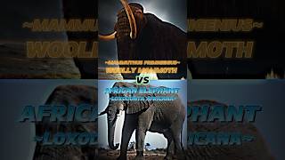 mammoth vs elephant read description edit debate wis proboscidean [upl. by Tana949]