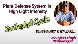 Xanthophyll Cycle II Light Stress in Plant II Photooxidation of PSII II Photooxidation of D1 Protein [upl. by Rodgiva192]