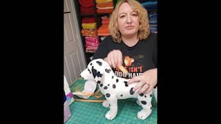 Dog Belly Band basics [upl. by Estelle]