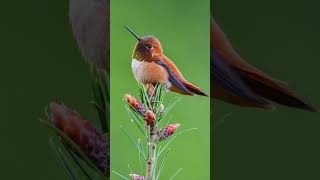 Longest migratory hummingbird shorts Rufous hummingbird [upl. by Ddene892]