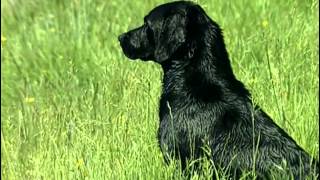 Le Labrador Retriever  Origine personnalité éducation santé hygiène choix du chiot [upl. by Bruner]