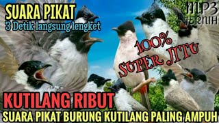 100 Ampuh suara pikat kutilang ribut paling jitu [upl. by Richey39]