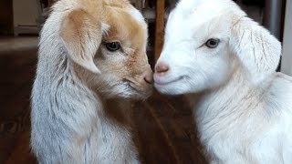 CUTE BABY GOATS  Funny Newborn Goats [upl. by Elyod]