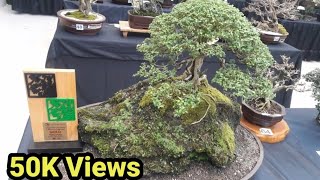 PHILIPPINE BONSAI EXHIBIT TOUR 2019 [upl. by Pogah443]