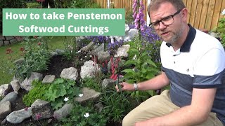 Taking Penstemon Cuttings the Easy Way  How to Propagate  Softwood Cuttings  Hardy Perennials [upl. by Katlin]