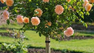 quotமர ரோஜாquot வளர்ப்புசில தகவல்கள்Tree rose care and growing tips [upl. by Trellas652]