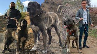 ÇAPAR KANGAL MEYDANCI DEV GARİP SOYU  KIRIKKALELİ KAMİL DUMAN VE ÇOBAN KÖPEKLERİ KANGAL KIRMASI [upl. by Marne]