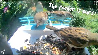 Grackles Blue Jays House finches and chickadee flock to the bird feeder [upl. by Reivilo]