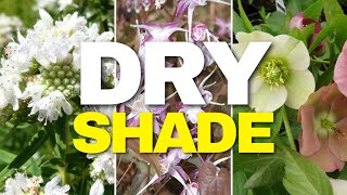 Tough Plants for Dry Shade Gardens [upl. by Idur638]