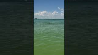 Dolphin at Lighthouse Beach Sanibel FL [upl. by Siloa829]