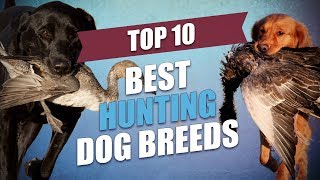 Top 10 Best Hunting Dogs Today for All Types of Game [upl. by Acnayb]