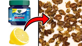 How To Get Rid of Bedbugs Easily with Vicks Vaporub amp Lemon Juice [upl. by Kath]