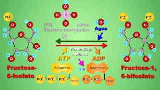 Metabolismo de la glucosa  video animado [upl. by Lewie]