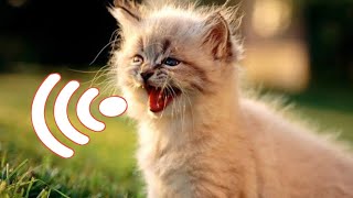 Meow Meow Baby Crying  Kitten Calling For Mom Sounds  Kittens Meowing [upl. by Baxy926]