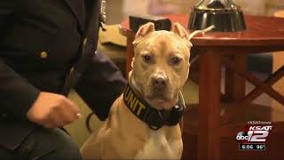 6 pit bulls graduate from narcotics training to become K9s across US [upl. by Okimat]