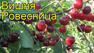 Вишня Ровесница Краткий обзор описание характеристик где купить саженцы prunus cerasus Rovesnitsa [upl. by Sisson]