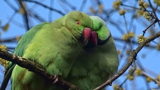 Een paartje knuffelende Halsbandparkieten Vondelpark Amsterdam [upl. by Eelirak]