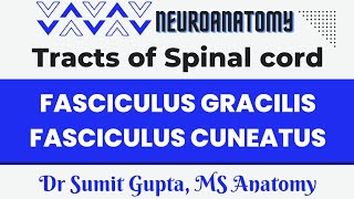 Fasciculus gracilis and Fasciculus cuneatus  Medial Lemniscus pathway [upl. by Merola]