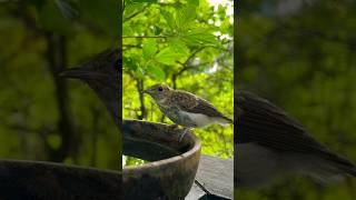 white Redstart 🐦 bird drinking water birds wildlife shorts viralshorts [upl. by Willamina]