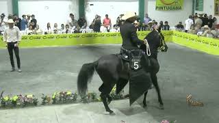 VICARIO DE MIS AMORES GRAN CAMPEON PASO FINO COLOMBIANO ARANZAZU CALDAS GRADO B 2024 [upl. by Alim]