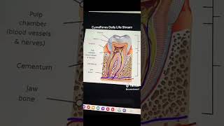 Regrow Your Teeth with Frequencies Sound Tuning Biohacking [upl. by Atul]