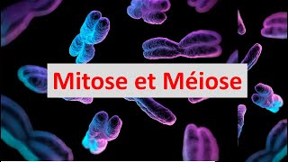 Mitose et Méiose partie 1  Mitose  Exercice [upl. by Tehr896]