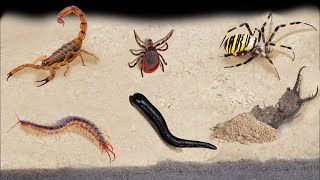 TOP 10 FEEDINGS INSECTS  BEST MOMENTS SPIDER SCORPION TICK ANTS SCOLOPENDRA MANTISCOCKROACH [upl. by Remos]