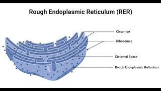 Histology Cytology and histophysiology Physiocytology of rough Endoplasmic reticulum [upl. by Tiffie]