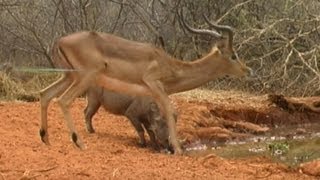 Fieldsports Britain  British bowhunting world record catfish stalking in Galloway episode 10 [upl. by Anayet]