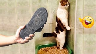 Videos De Risa de Animales 2023  Los Mejores Videos de Gatos Graciosos 6  Cмешные Bидео Kоты [upl. by Ruella]