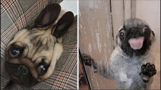 Made your day with these funny and cute Pug Puppy Videos Compilation [upl. by Ardnasil]