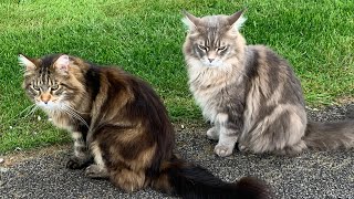 HUGE Maine Coon Cat Talking [upl. by Aitetel]