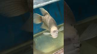 Monster👿 Arowana Gurami peacock ￼ Bass RTG archerfish gold fish shortvideo shots viralvideo [upl. by Akcinat]