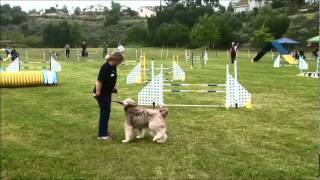 2012 Dog Agility Steeplechase® SW Regional Champions [upl. by Aztilem]