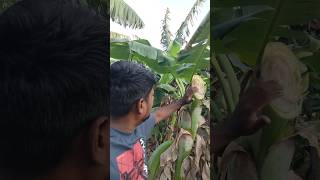 Banana farming shorts farm agriculture farming agriculture [upl. by Lindy]