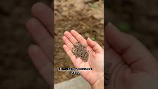 AmaranthusGongura growing plants amaranthus seeds gongura gardening greeoasis [upl. by Etnoid]