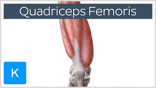 Quadriceps Femoris Muscle  Origin Insertion and Function  Human Anatomy  Kenhub [upl. by Eleirbag957]