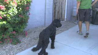 Harper the barking Labradoodle Before amp After [upl. by Swee627]