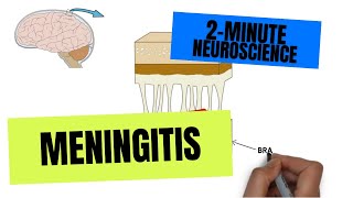 2Minute Neuroscience Meningitis [upl. by Goles]